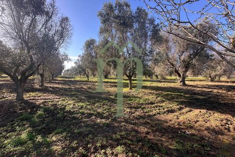 Ruinere i Brindisi, Brindisi, Brindisi - € 68.000 | Ref: Casolare Bern - foto 8